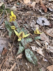 Erythronium americanum