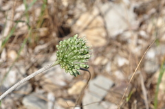 Allium chamaespathum