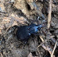 Sphaeroderus stenostomus