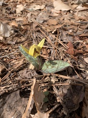 Erythronium americanum