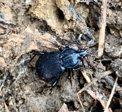 Sphaeroderus stenostomus