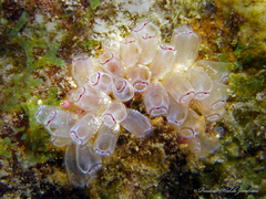 Clavelina picta