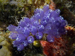Clavelina puertosecensis