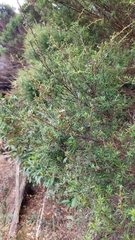Kunzea robusta