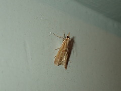 Syntonarcha iriastis