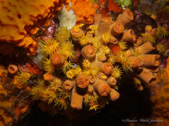 Tubastraea