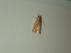 Syntonarcha iriastis