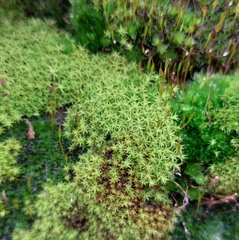 Dichodontium pellucidum