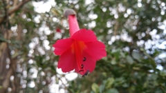 Cantua buxifolia