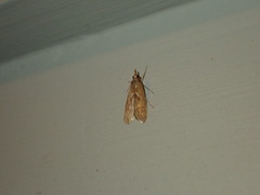 Syntonarcha iriastis