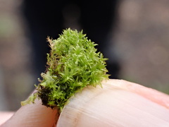 Zygodon viridissimus