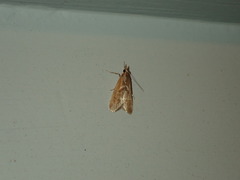 Syntonarcha iriastis