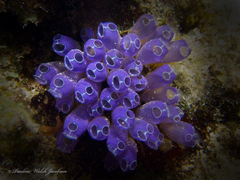 Clavelina puertosecensis