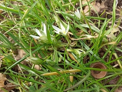 Ornithogalum fimbriatum