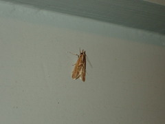 Syntonarcha iriastis