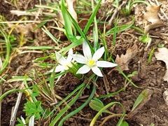 Ornithogalum fimbriatum