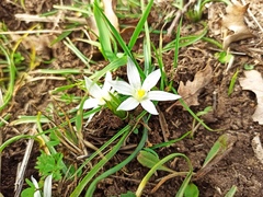 Ornithogalum fimbriatum