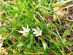 Ornithogalum fimbriatum