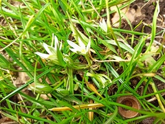 Ornithogalum fimbriatum