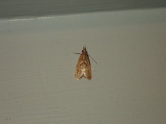 Syntonarcha iriastis