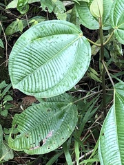 Miconia subcrustulata