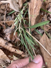 Poa cuspidata