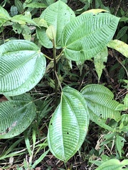 Miconia subcrustulata