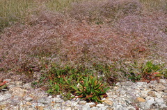 Limonium brevipetiolatum