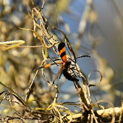 Calopteron discrepans