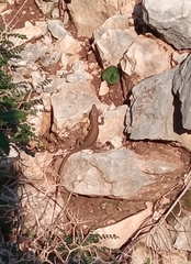 Phoenicolacerta laevis