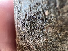 Rinodina