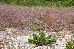 Limonium brevipetiolatum