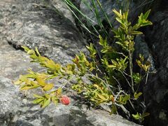 Diospyros glabra