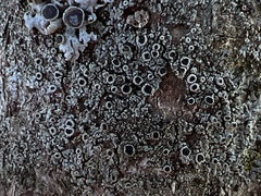 Rinodina