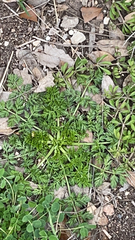 Torilis nodosa