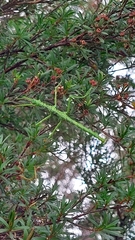 Acanthoxyla geisovii