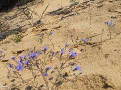 Wahlenbergia paniculata