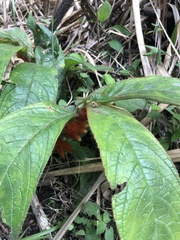 Columnea purpurata
