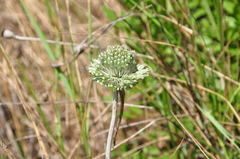Allium chamaespathum