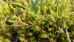 Rhytidiadelphus squarrosus