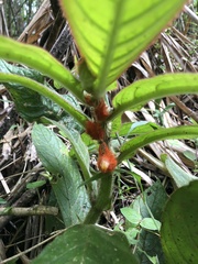 Columnea purpurata