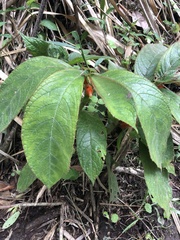 Columnea purpurata