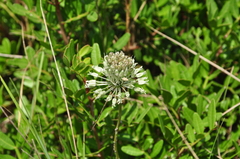 Allium chamaespathum