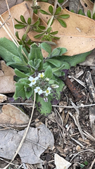 Tomostima cuneifolia