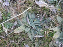 Plantago media