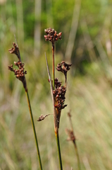 Juncus acutus acutus