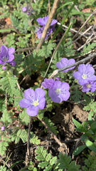 Phacelia patuliflora