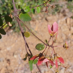 Heteropterys purpurea