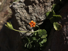 Grausa lateritia