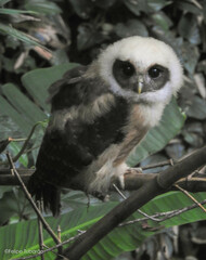 Pulsatrix koeniswaldiana